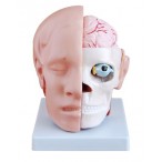 Макет Анатомия. Голова с мозгами